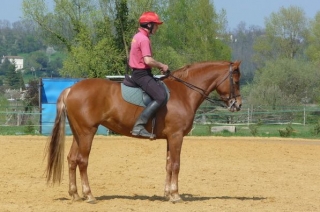  El trabajo de los caballos 